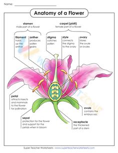 the anatomy of a flower with labels