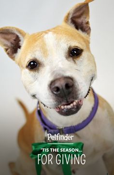 a brown and white dog with a green ribbon around it's neck is looking at the camera