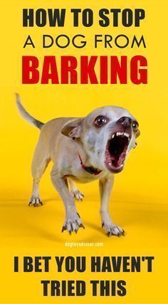 a dog with its mouth open and the words do you yell at your dog for barking? try this instead