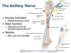 Musculocutaneous Nerve, Sensory Area, Physical Therapy Assistant