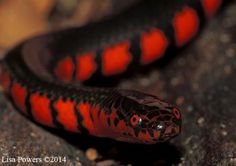 a red and black snake on the ground