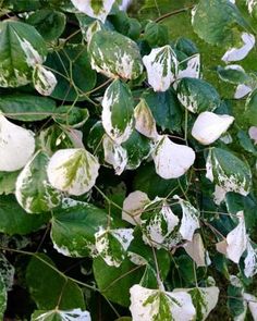 some white and green leaves on a tree