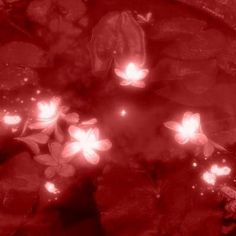 red flowers floating on top of water in a pond with rocks and leaves around them