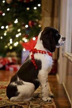 a black and white dog wearing a red beaded collar sitting in front of a christmas tree