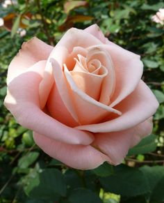 a pink rose with green leaves in the background