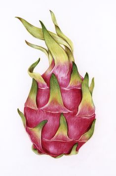 Dragon Fruit Illustration, Dragon Fruit Drawing, Dragon Fruit Vector, Drawn Dragon, Colored Pencil Artwork Ideas, Fruit Sketch, Fruit Art Drawings, Thanh Long, Color Pencil Sketch