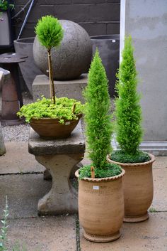 three potted plants sitting next to each other on top of a cement slab in front of a building