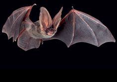 a bat flying in the air with its wings spread