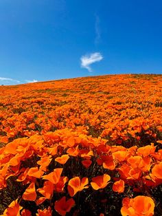 a field full of orange flowers under a blue sky