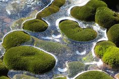 moss growing on rocks in the water