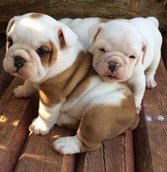 two puppies sitting on top of each other