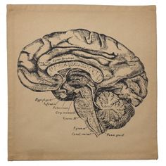 an old diagram of the human brain