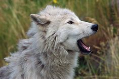 a white wolf with its mouth open and it's tongue out in the grass