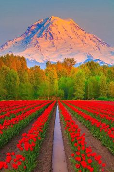 a field full of red flowers with a mountain in the background and a quote on it that reads, the splendid god's amazing glory is way beyond comparison to anything in this world