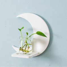 a plant is growing out of a glass vase on a shelf in front of the moon