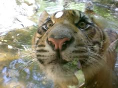 a close up of a tiger's face with water in the foreground and trees in the background