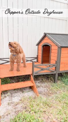 a brown dog standing on top of a wooden platform next to a small house and fence