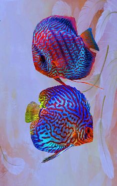 two blue and red fish sitting next to each other on top of a pink background