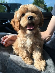 a small brown dog sitting on top of a car seat