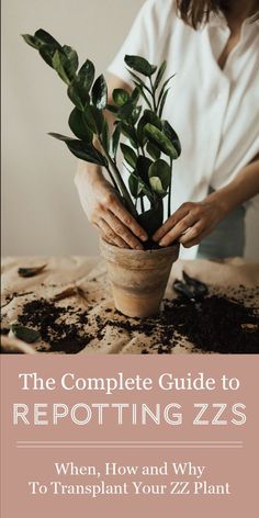 the complete guide to repotting zzzs when, how and why to transplant your zz plant