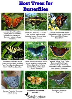 the different types of butterflies that can be found in this article