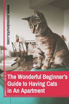 the wonderful beginner's guide to having cats in an apartment