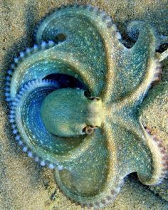 an octopus is curled up in the middle of some sand on the ocean floor with it's mouth open