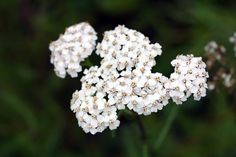 some white flowers are blooming in the field