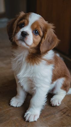 a brown and white puppy sitting on top of a wooden floor next to a door