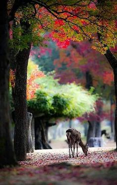 a deer eating leaves from the ground in front of trees with red and yellow leaves