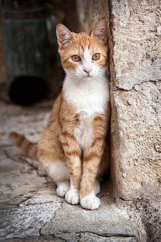 an orange and white cat sitting on the ground next to a stone wall looking at the camera