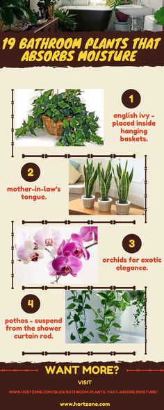 an info sheet describing the different types of houseplants and how to care for them