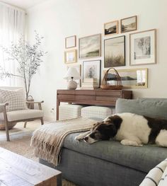 a dog laying on top of a couch in a living room