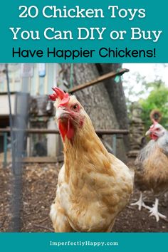 two chickens standing next to each other with text overlay reading 20 chicken toys you can diy or buy have happier chickens