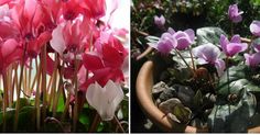 two pictures of pink and white flowers in a pot next to one with green leaves