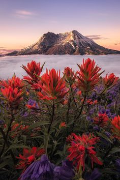 red and purple flowers in front of a mountain