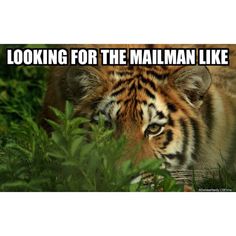 an image of a tiger that is looking for the person i like to talk to