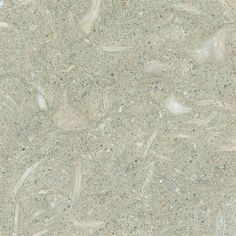 a close up view of the surface of a concrete floor with small shells on it