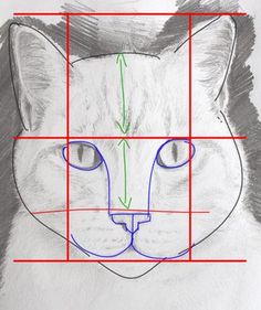 a drawing of a cat's face is shown with the lines drawn across it