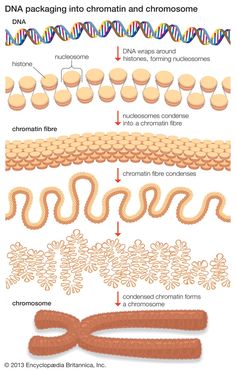 a diagram of the structure of a human's body and how it is made