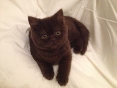 a brown cat laying on top of a white sheet