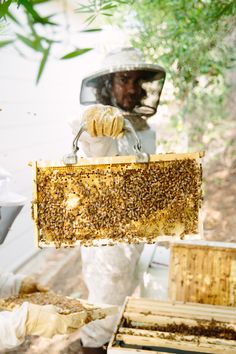 a beekeeper holding up a frame full of bees