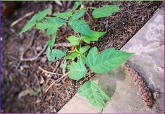 a plant with green leaves growing out of it's ground next to a sidewalk