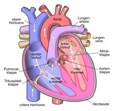 an image of the heart with labels on it and labeled in different parts to describe