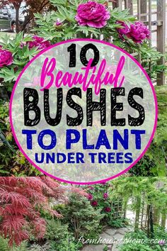 the words 10 beautiful bushes to plant under trees are in front of some pink flowers