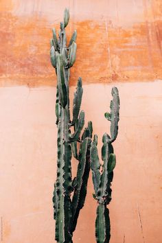 there is a large green cactus next to the wall