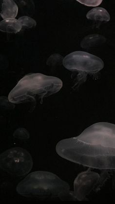 many jellyfish swimming in the water together