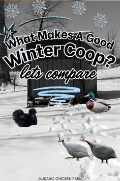 three ducks are walking in the snow near a fence and gate with text that reads, what makes a good winter coop? as compared