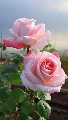 two pink roses with green leaves and water droplets on them in front of a cloudy sky