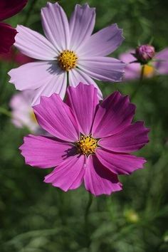 three pink and white flowers are in the grass